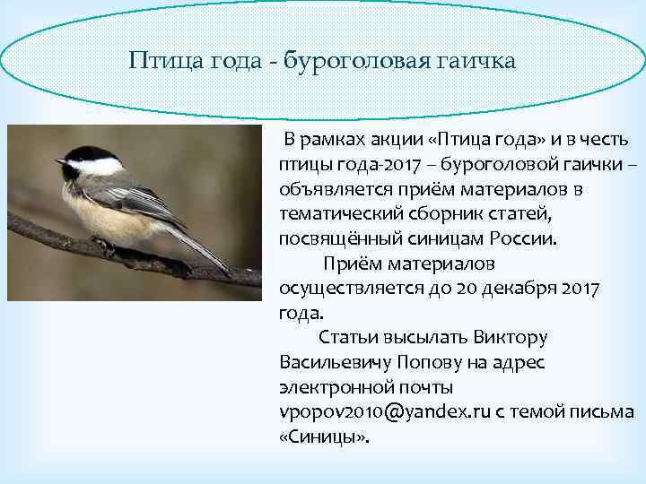 Птица года - буроголовая гаичка В рамках акции «Птица года» и в честь птицы