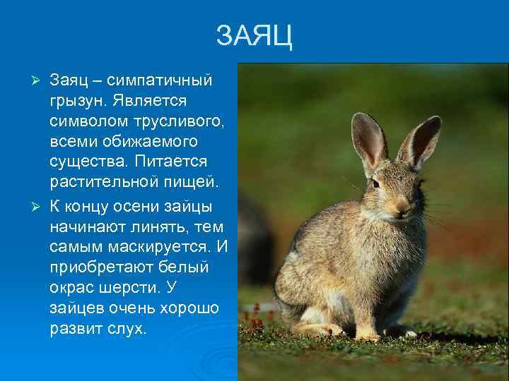 ЗАЯЦ Заяц – симпатичный грызун. Является символом трусливого, всеми обижаемого существа. Питается растительной пищей.