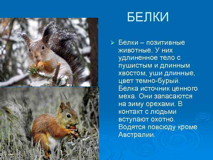 БЕЛКИ Ø Белки – позитивные животные. У них удлиненное тело с пушистым и длинным