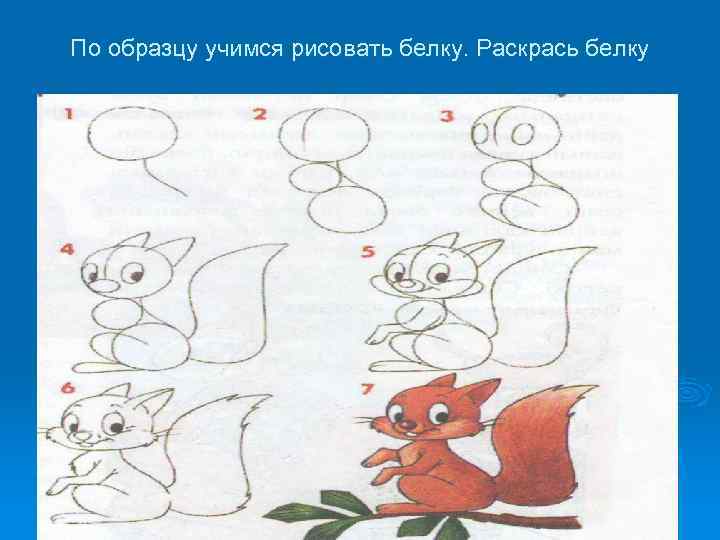 По образцу учимся рисовать белку. Раскрась белку 