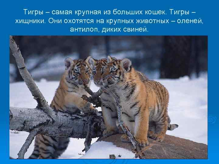 Тигры – самая крупная из больших кошек. Тигры – хищники. Они охотятся на крупных