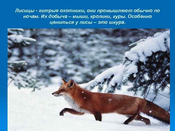 Лисицы - хитрые охотники, они промышляют обычно по ночам. Их добыча – мыши, кролики,