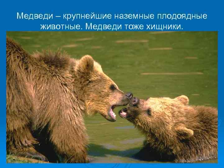 Медведи – крупнейшие наземные плодоядные животные. Медведи тоже хищники. 