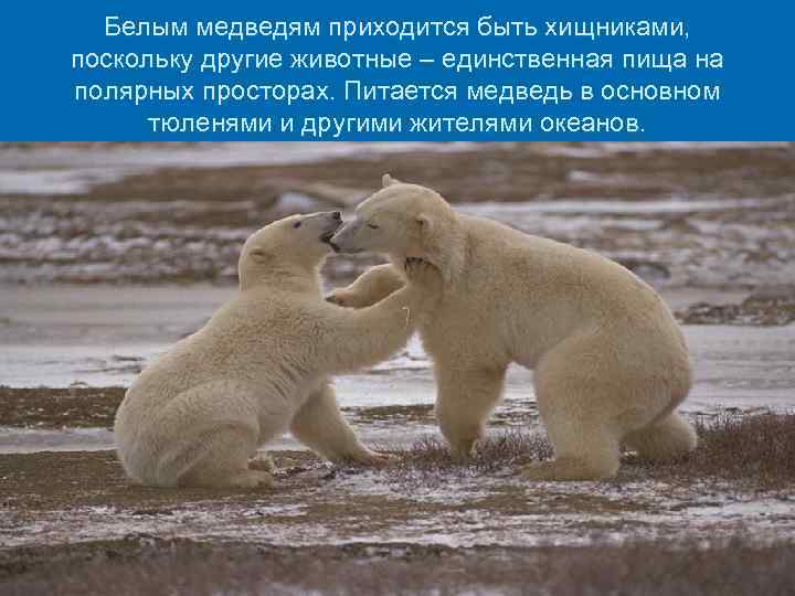 Белым медведям приходится быть хищниками, поскольку другие животные – единственная пища на полярных просторах.