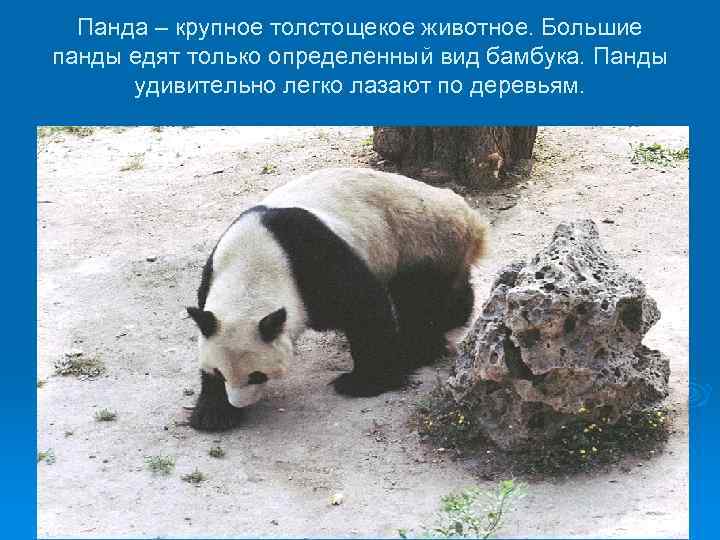 Панда – крупное толстощекое животное. Большие панды едят только определенный вид бамбука. Панды удивительно