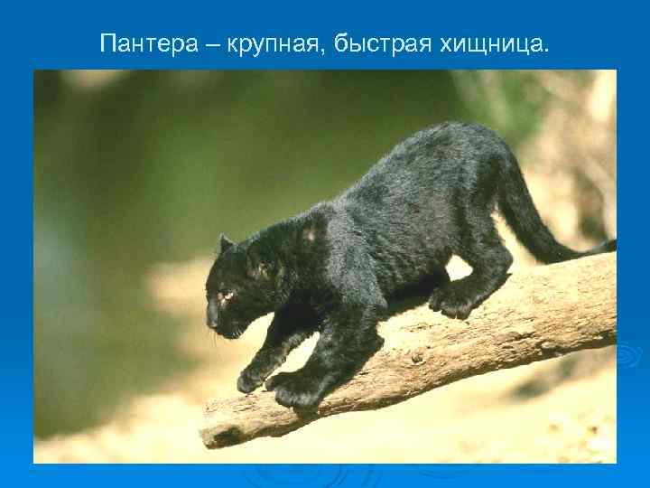 Пантера – крупная, быстрая хищница. 