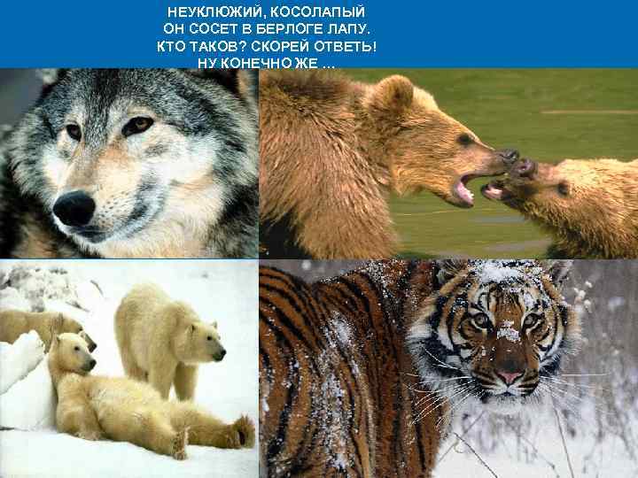 НЕУКЛЮЖИЙ, КОСОЛАПЫЙ ОН СОСЕТ В БЕРЛОГЕ ЛАПУ. КТО ТАКОВ? СКОРЕЙ ОТВЕТЬ! НУ КОНЕЧНО ЖЕ