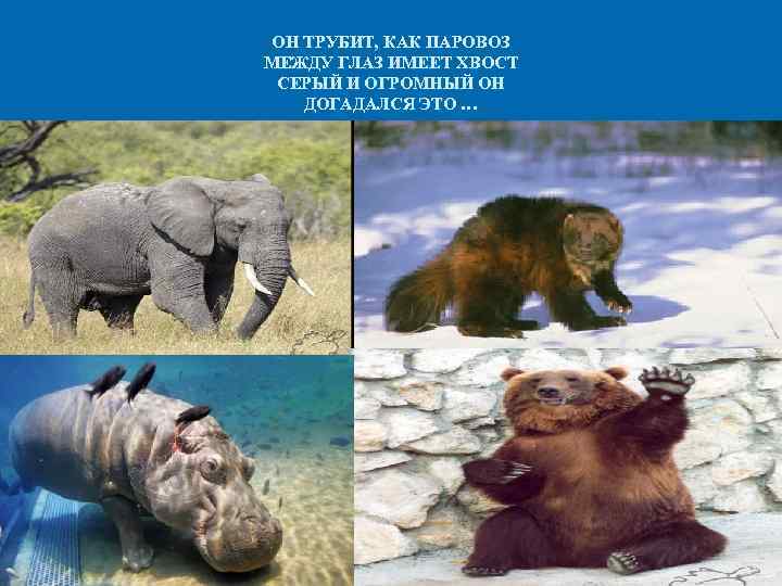 ОН ТРУБИТ, КАК ПАРОВОЗ МЕЖДУ ГЛАЗ ИМЕЕТ ХВОСТ СЕРЫЙ И ОГРОМНЫЙ ОН ДОГАДАЛСЯ ЭТО