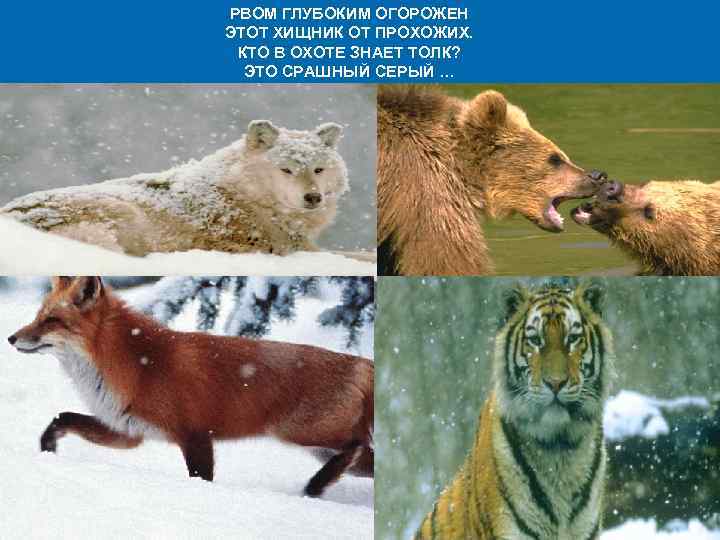 РВОМ ГЛУБОКИМ ОГОРОЖЕН ЭТОТ ХИЩНИК ОТ ПРОХОЖИХ. КТО В ОХОТЕ ЗНАЕТ ТОЛК? ЭТО СРАШНЫЙ