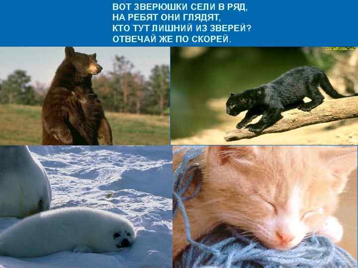ВОТ ЗВЕРЮШКИ СЕЛИ В РЯД, НА РЕБЯТ ОНИ ГЛЯДЯТ, КТО ТУТ ЛИШНИЙ ИЗ ЗВЕРЕЙ?