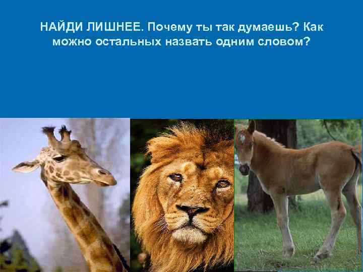 НАЙДИ ЛИШНЕЕ. Почему ты так думаешь? Как можно остальных назвать одним словом? 