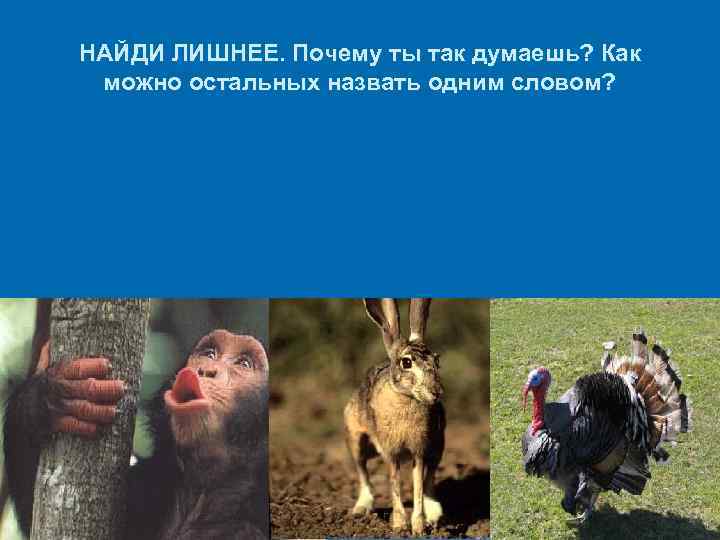 НАЙДИ ЛИШНЕЕ. Почему ты так думаешь? Как можно остальных назвать одним словом? 