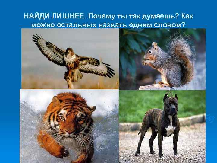 НАЙДИ ЛИШНЕЕ. Почему ты так думаешь? Как можно остальных назвать одним словом? 