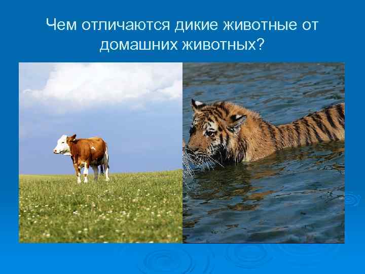 Чем отличаются дикие животные от домашних животных? 