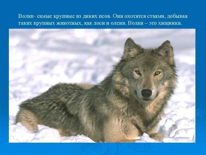Волки- самые крупные из диких псов. Они охотятся стаями, добывая таких крупных животных, как