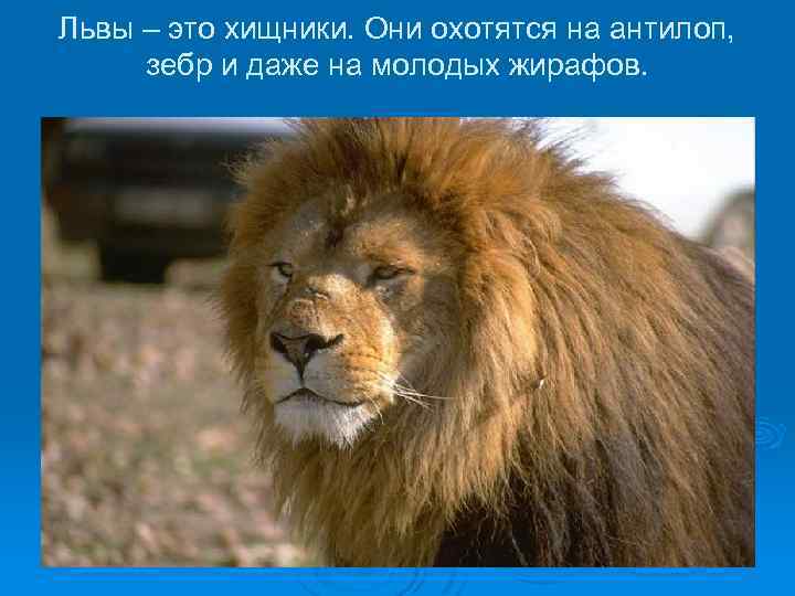 Львы – это хищники. Они охотятся на антилоп, зебр и даже на молодых жирафов.