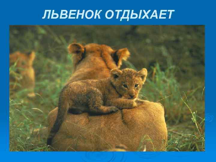 ЛЬВЕНОК ОТДЫХАЕТ 