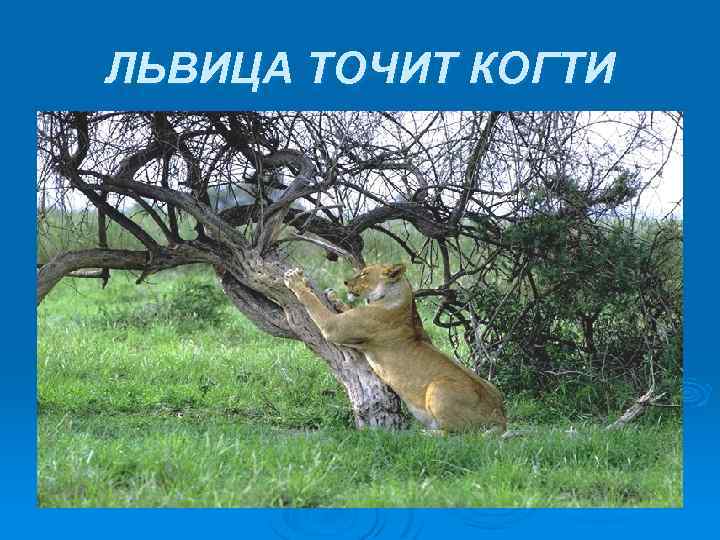 ЛЬВИЦА ТОЧИТ КОГТИ 