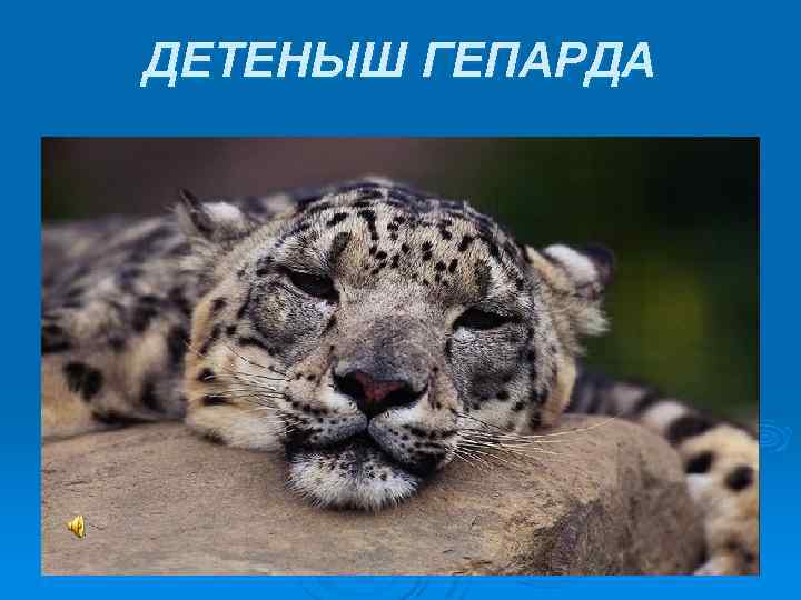 ДЕТЕНЫШ ГЕПАРДА 