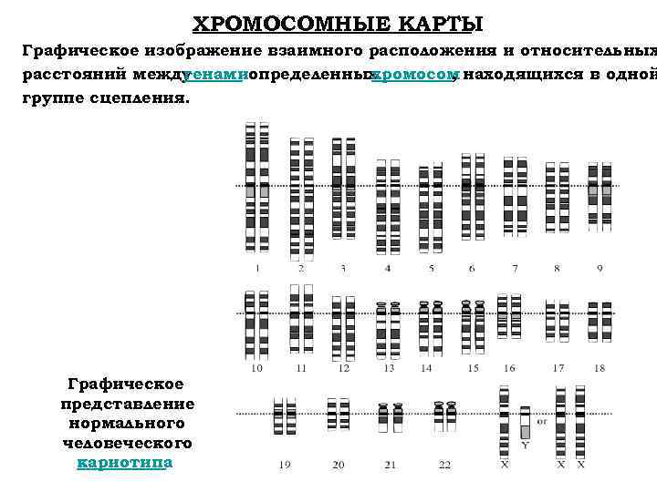 Секвенсовая карта хромосом