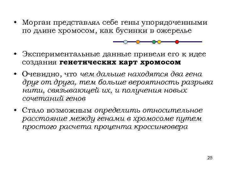  • Морган представлял себе гены упорядоченными по длине хромосом, как бусинки в ожерелье