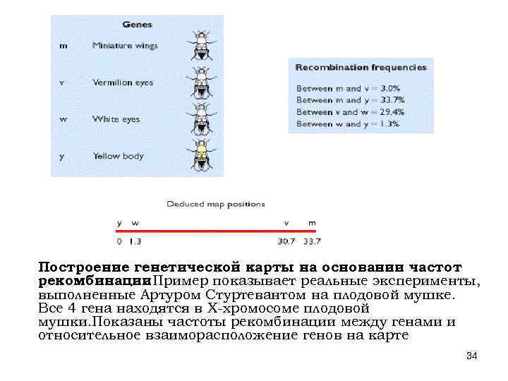 Генетическая карта показывает