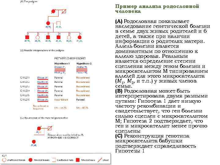  • Пример анализа родословной человека • (A) Родословная показывает наследование генетической болезни в