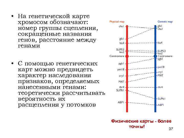 Генетическая карта хромосом человека