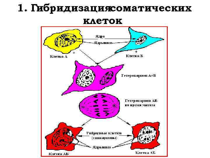 1. Гибридизациясоматических клеток 