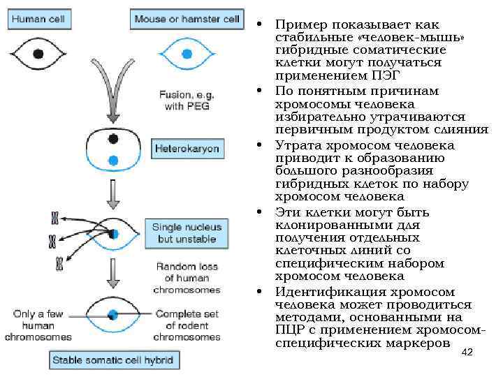  • Пример показывает как стабильные «человек-мышь» гибридные соматические клетки могут получаться применением ПЭГ