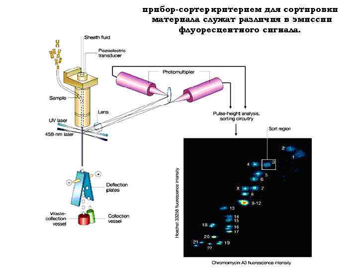 прибор-сортер критерием для сортировки , материала служат различия в эмиссии флуоресцентного сигнала. 