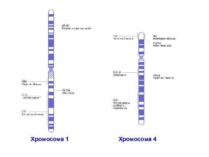 Хромосома 1 Хромосома 4 