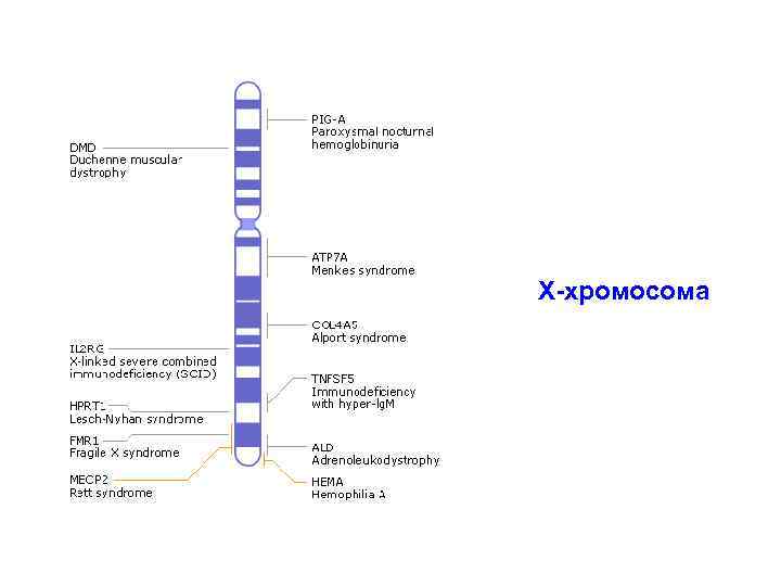 Х-хромосома 