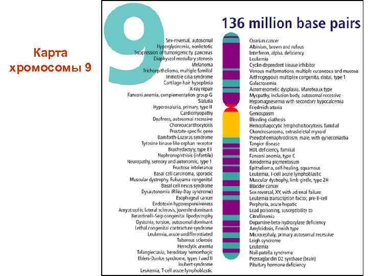 Карта хромосомы 9 