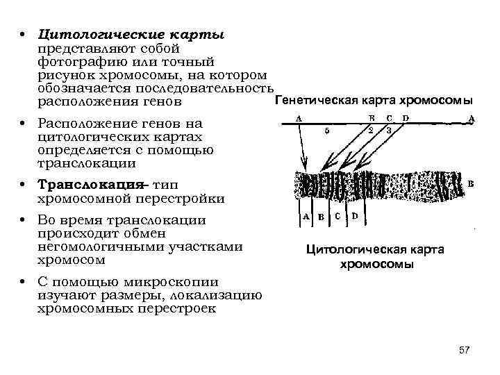 Цитологическая карта и генетическая карта