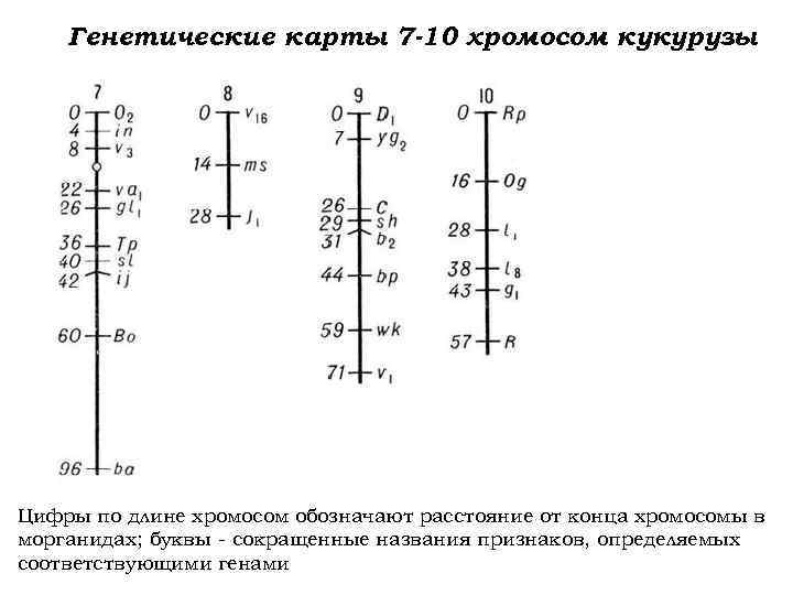 Рестрикционная карта хромосом