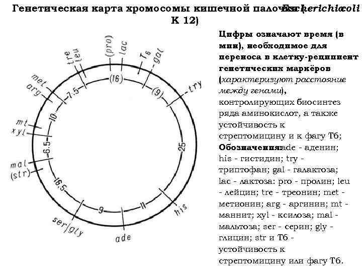 Генетическая карта показывает