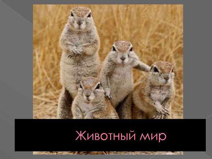 Животный мир 