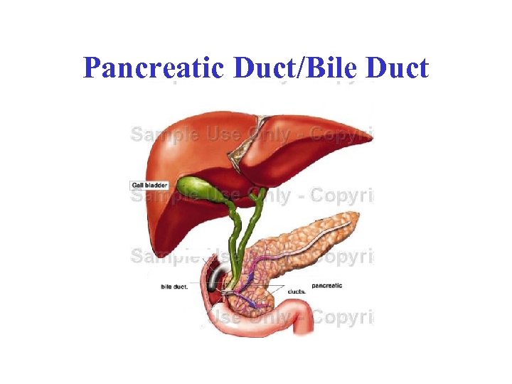 Pancreatic Duct/Bile Duct 