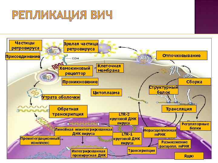 РЕПЛИКАЦИЯ ВИЧ Частицы ретровируса Зрелая частица ретровируса Отпочковывание Присоединение Клеточная мембрана Хемокиновый рецептор Проникновение