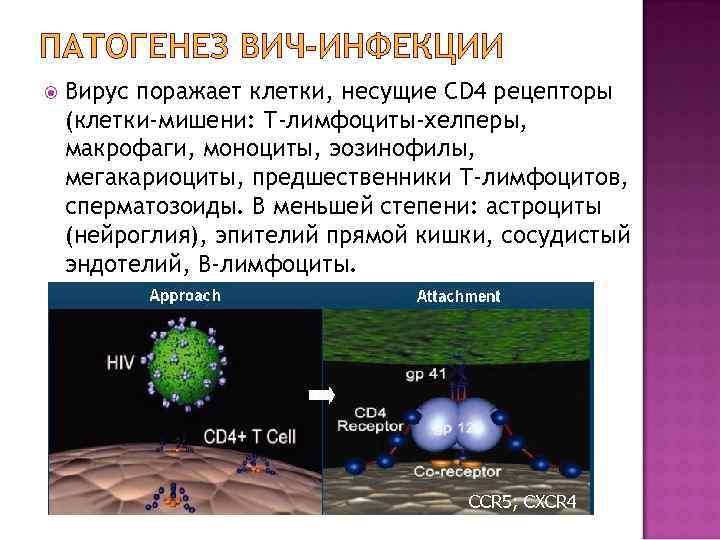 ПАТОГЕНЕЗ ВИЧ-ИНФЕКЦИИ Вирус поражает клетки, несущие CD 4 рецепторы (клетки-мишени: Т-лимфоциты-хелперы, макрофаги, моноциты, эозинофилы,