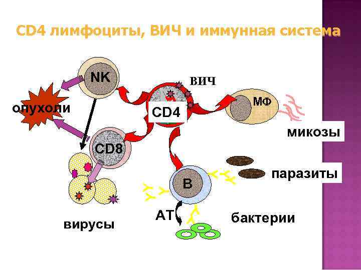 CD 4 лимфоциты, ВИЧ и иммунная система NK опухоли ВИЧ MF CD 4 микозы