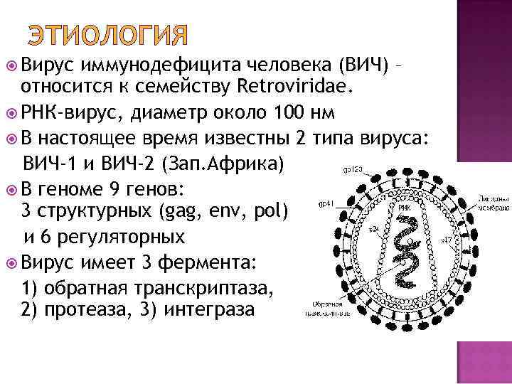 ЭТИОЛОГИЯ Вирус иммунодефицита человека (ВИЧ) – относится к семейству Retroviridae. РНК-вирус, диаметр около 100