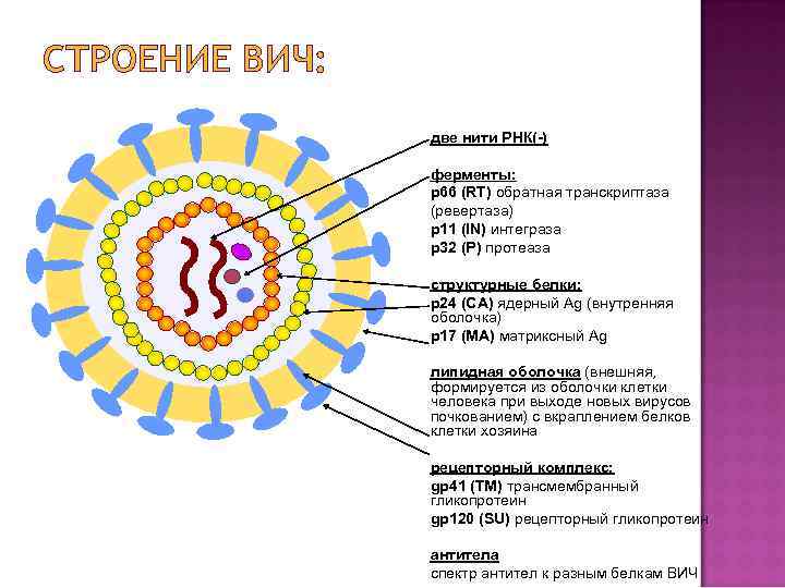 СТРОЕНИЕ ВИЧ: две нити РНК(-) ферменты: p 66 (RT) обратная транскриптаза (ревертаза) p 11