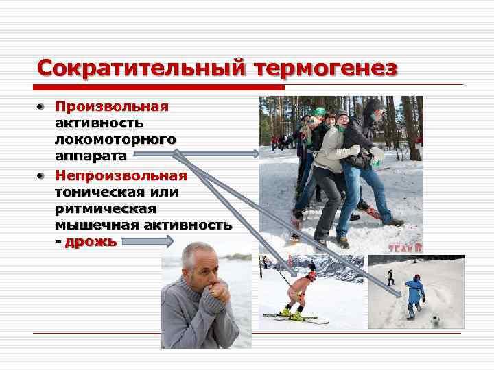 Сократительный термогенез • Произвольная активность локомоторного аппарата • Непроизвольная тоническая или ритмическая мышечная активность