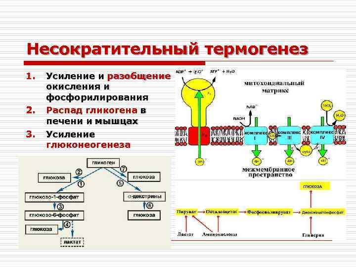 Несократительный термогенез 1. 2. 3. Усиление и разобщение окисления и фосфорилирования Распад гликогена в