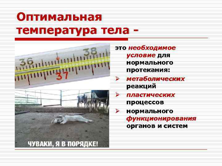 Оптимальная температура тела это необходимое условие для нормального протекания: метаболических реакций пластических процессов нормального