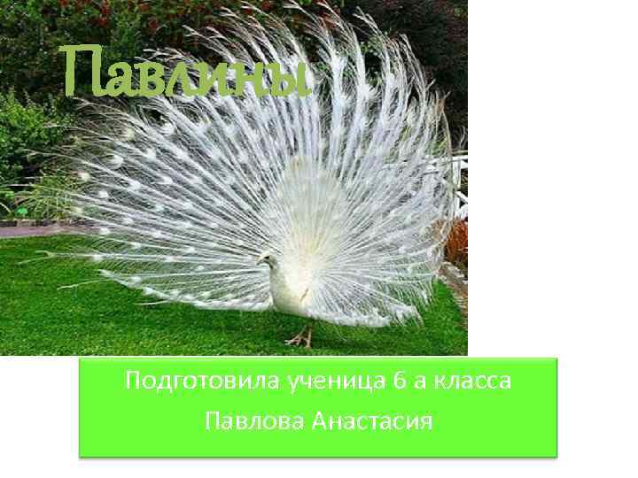 Павлины Подготовила ученица 6 а класса Павлова Анастасия 