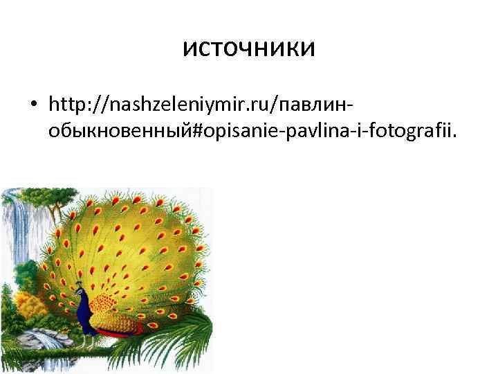 источники • http: //nashzeleniymir. ru/павлинобыкновенный#opisanie-pavlina-i-fotografii. 