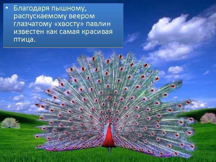  • Благодаря пышному, распускаемому веером глазчатому «хвосту» павлин известен как самая красивая птица.